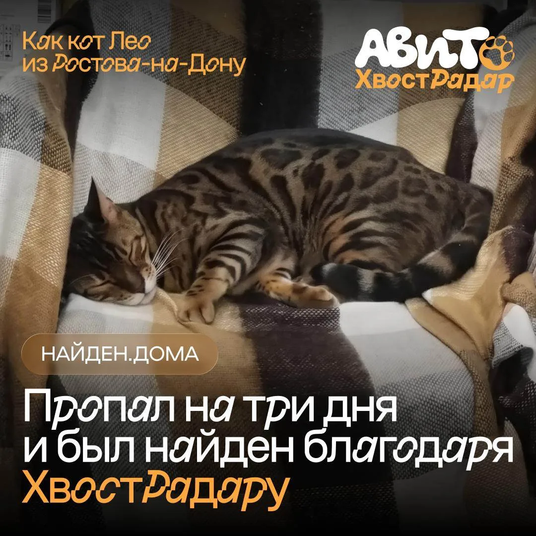 Как кот Лео из Ростова-на-Дону пропал на три дня и был найден благодаря ХвостРадару 💚

Бенгальский 