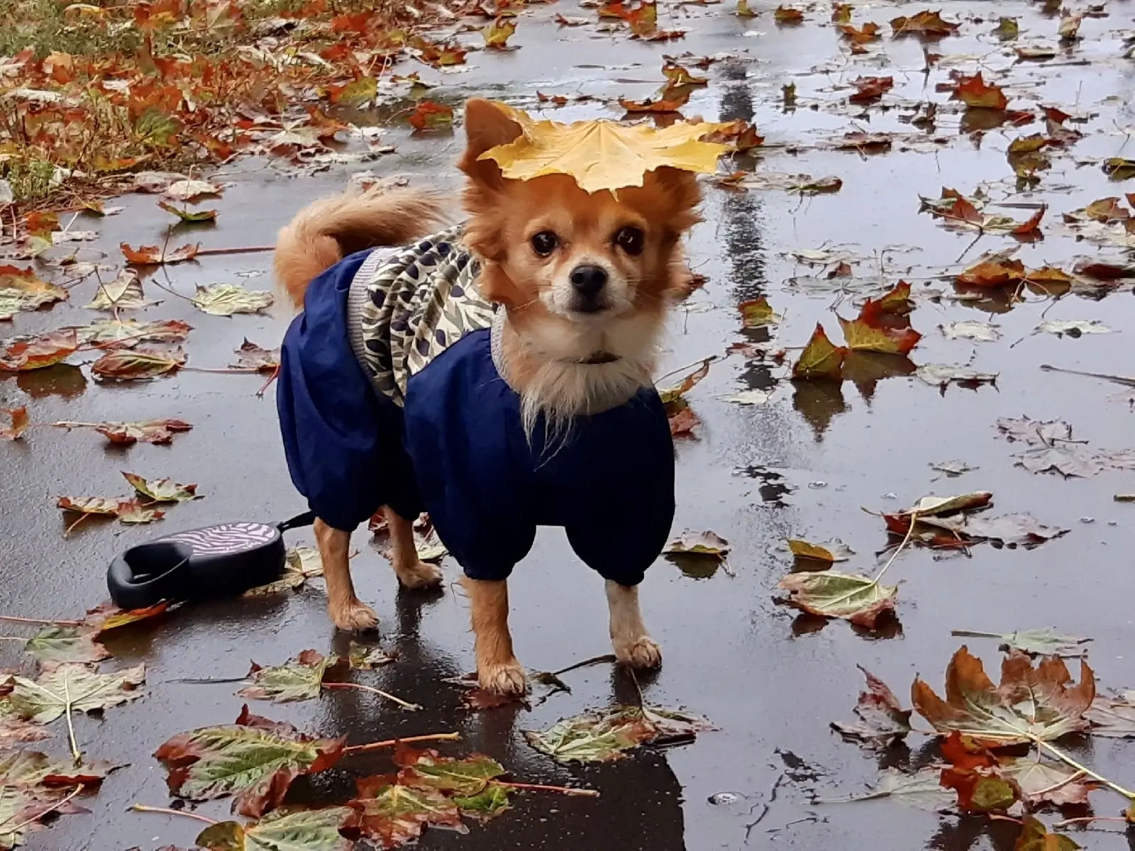 🐾🍂🥰