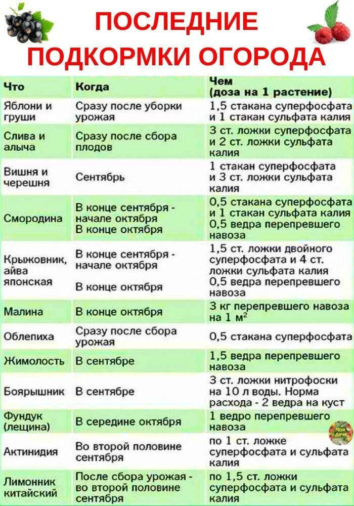 АКТУАЛЬНО! Чем кормить сад и огород осенью?