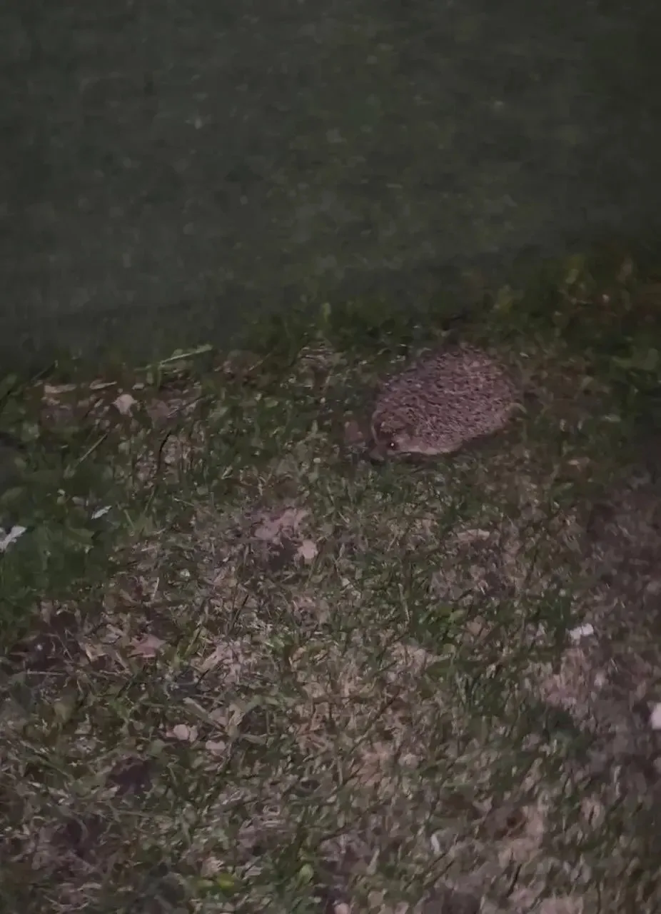 🦔 Маленький гость неспешно гуляет по Южнобутовской