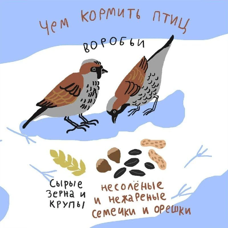 Чем кормить птиц?