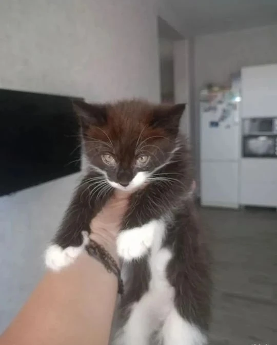 Отдам в хорошие и добрые руки, игривых, смышленых котят. Три девочки, один мальчик. Чёрные мальчик и