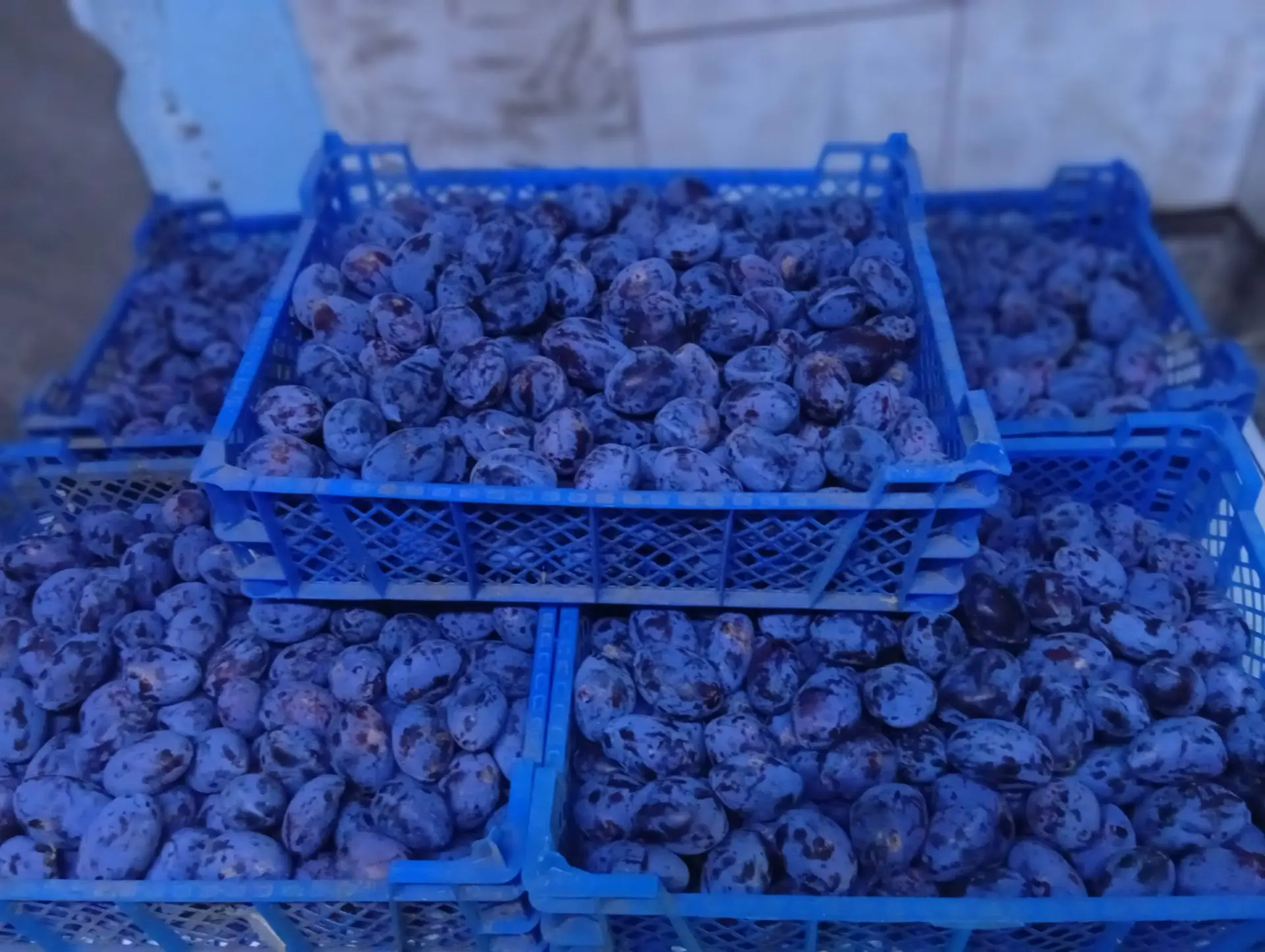 Продам сливу (чернослив)