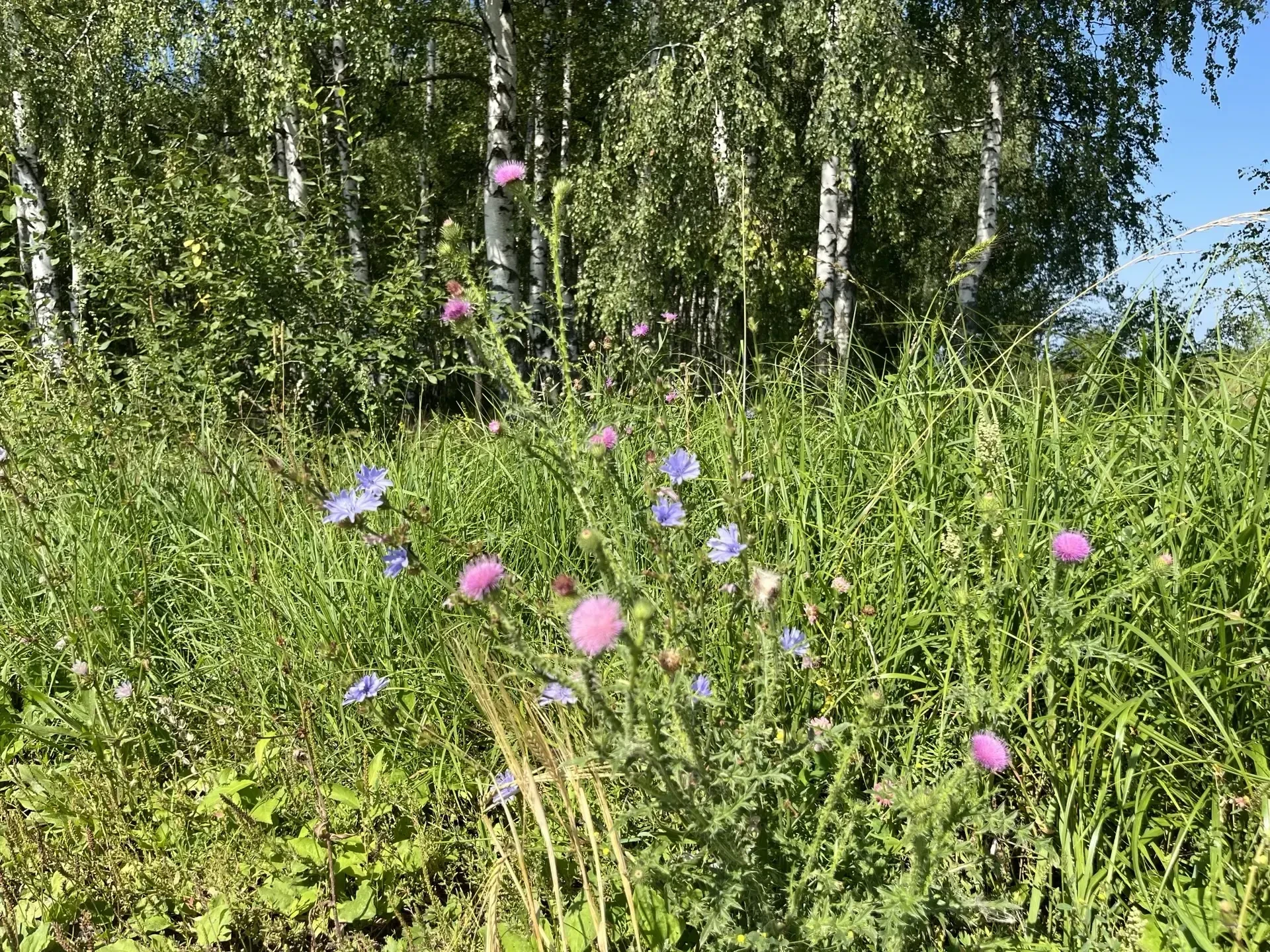 🌿 Официально утвержден список инвазивных растений Рязанской области