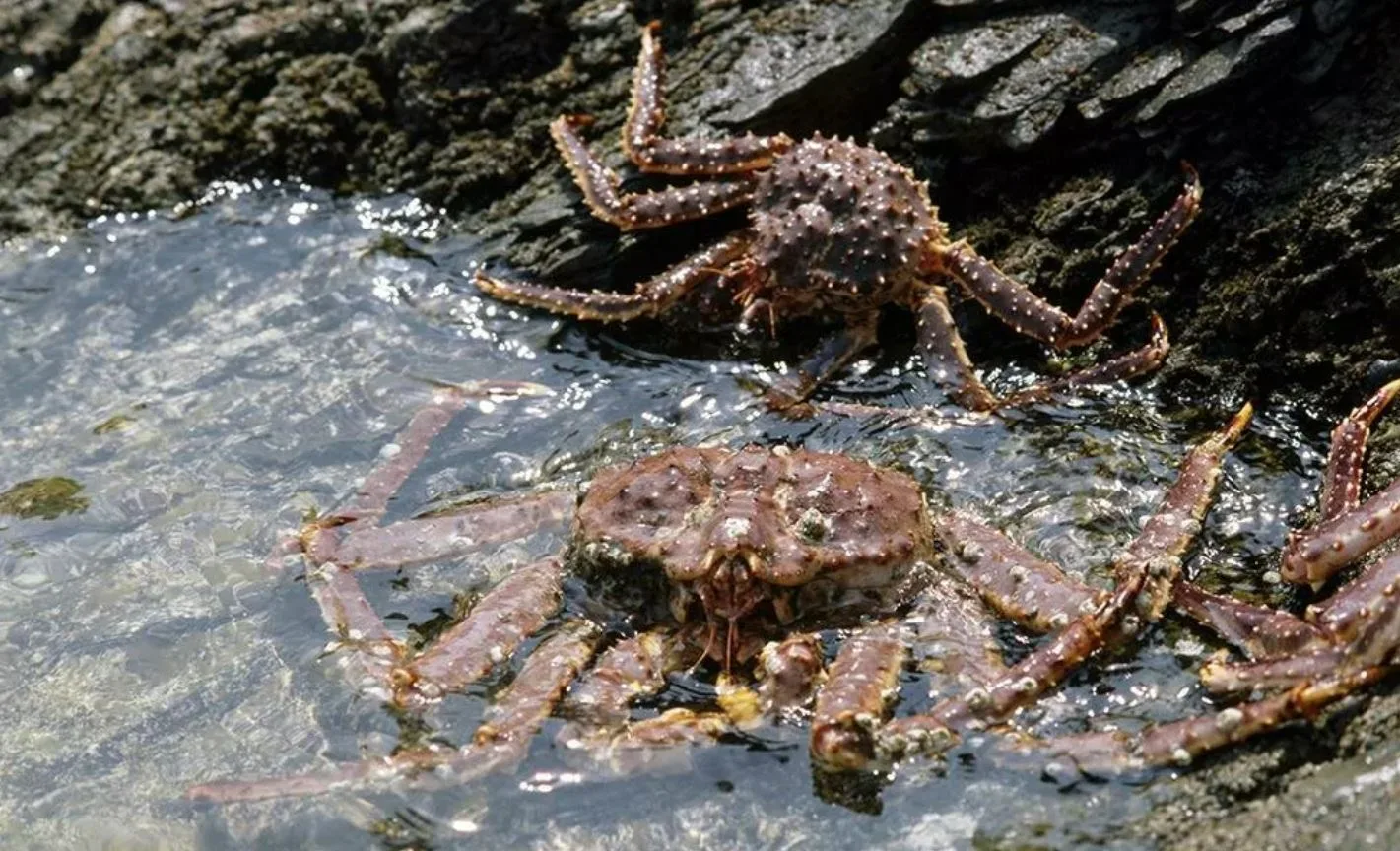 🦀 На Камчатке будут судить пятерых браконьеров за вылов краба

Криминальную схему придумал и воплот