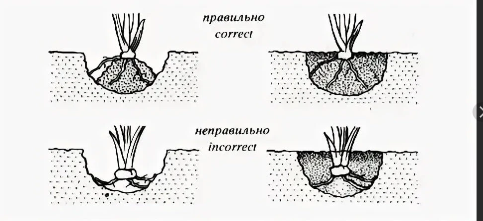 Ирисы: посадка и деление после цветения 🌸🌿

Май — ирисы украшают сад. А после цветения их нужно де