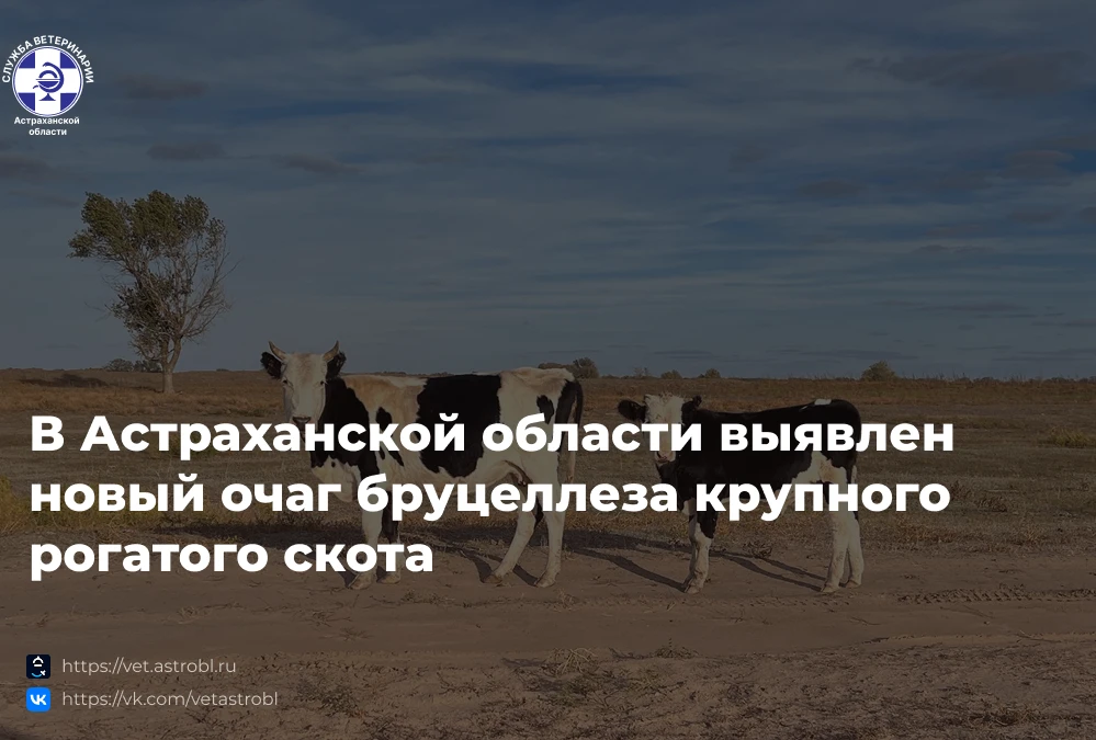 ‼️Служба ветеринарии Астраханской области информирует жителей и хозяйствующие субъекты ...