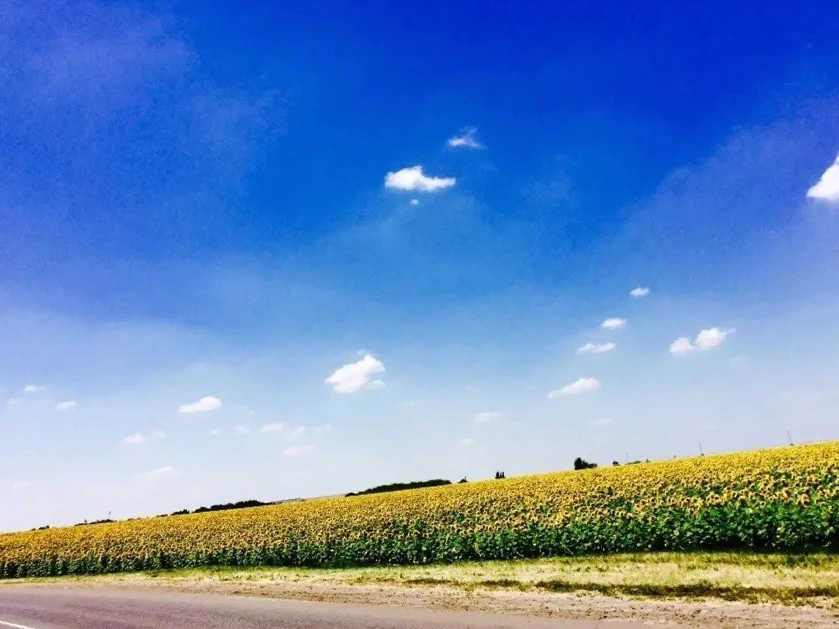 Родные просторы. 🌻