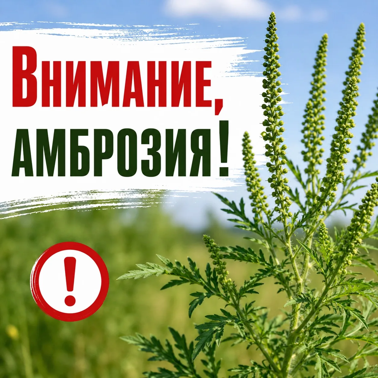Боритесь с амброзией — берегите здоровье

Амброзия полыннолистная — опасный карантинный сорняк, пыль