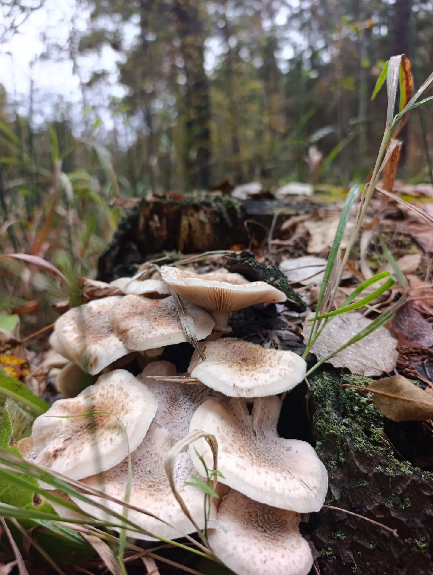 Сходили за грибами 🍄🍄🍄