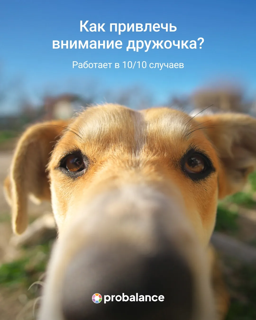 Как привлечь внимание собаки? Делимся секретными лазейками для каждой породы!