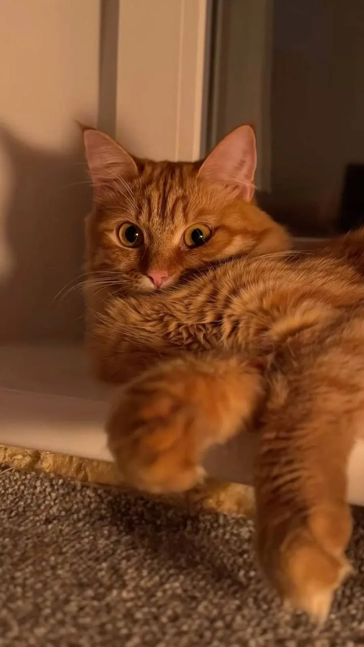 🐈 День рыжего кота празднуют сегодня