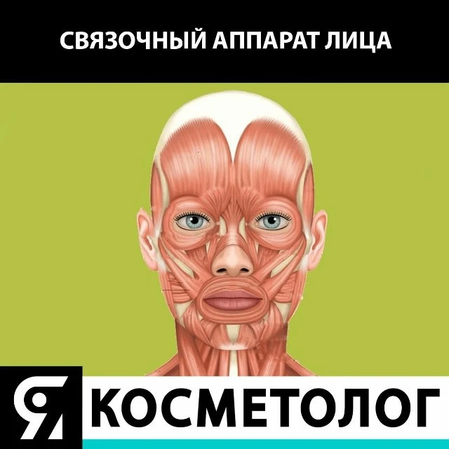 ⌛️Сохраните полезную схему📥

🔹Связочный аппарат лица:

🛑1 – верхняя височная перегородка;
🛑2 – н