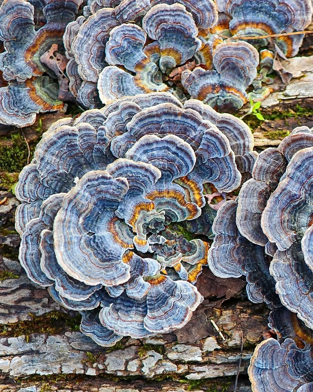 🍄 Грибы против пластика: новый герой нашего времени