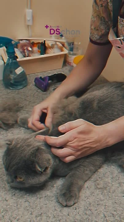 Кошка оставляет шерсть везде? Пора на вычёсывание 🐈‍⬛