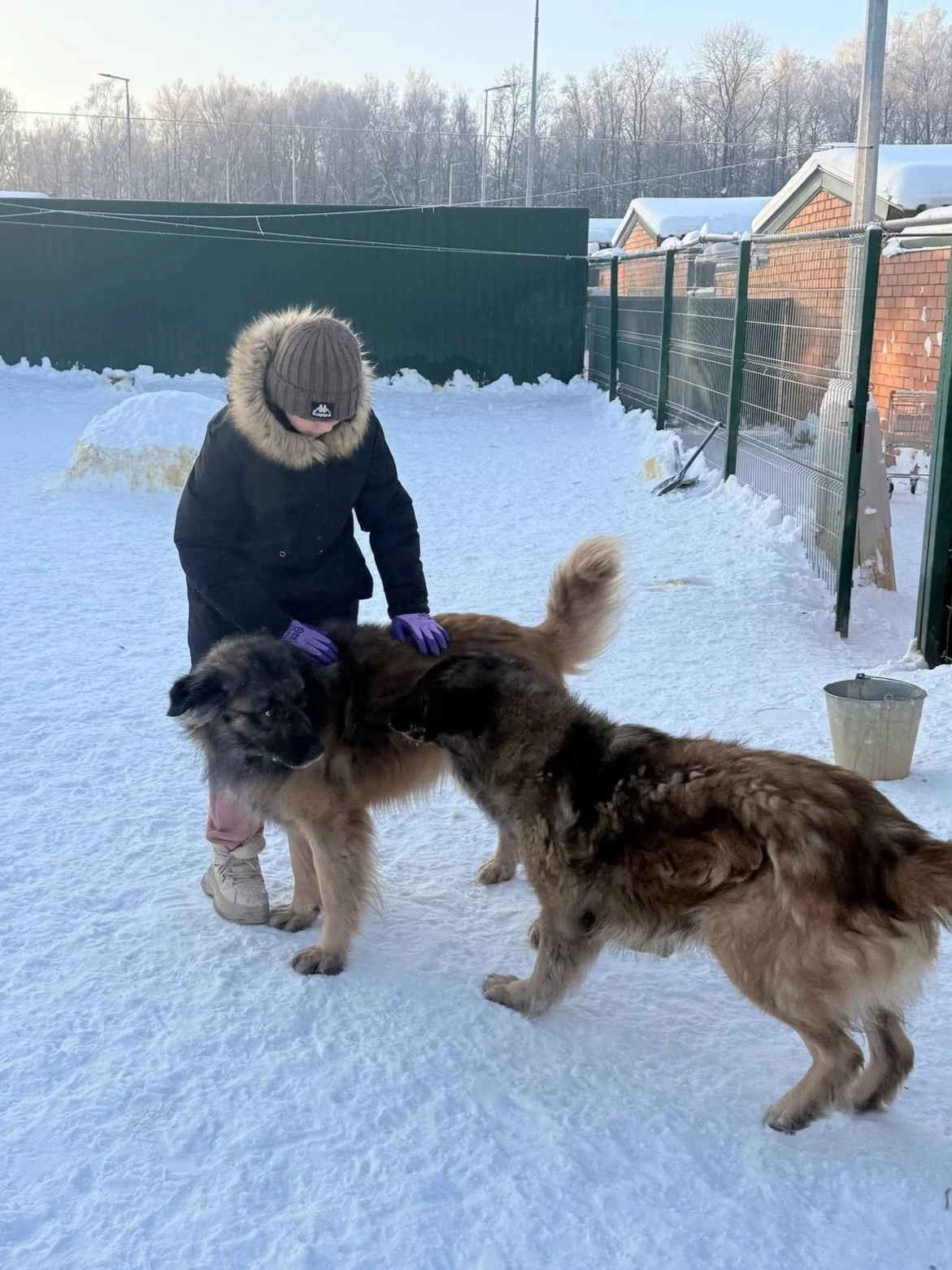 🐶 Эдисон - брат Тайфуна - ищет дом! 💛