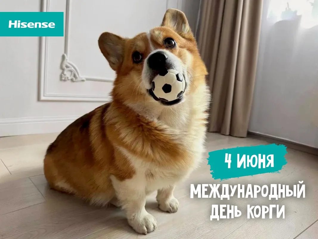Сегодня, 4 июня, отмечается Международный день корги!
 
А значит, это отличный повод поздравить наше