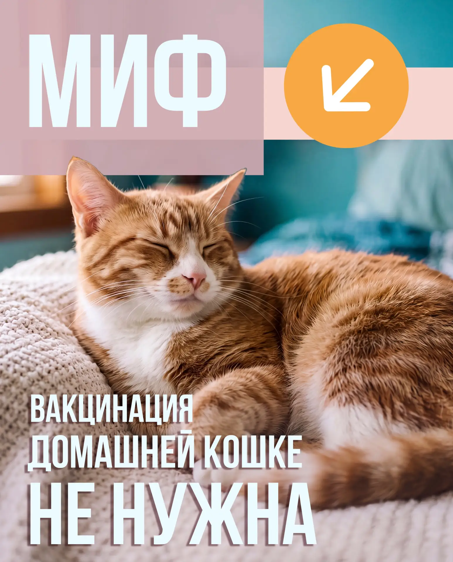 "Домашней кошке не нужны прививки" — как этот миф убивает тысячи животных ежегодно
