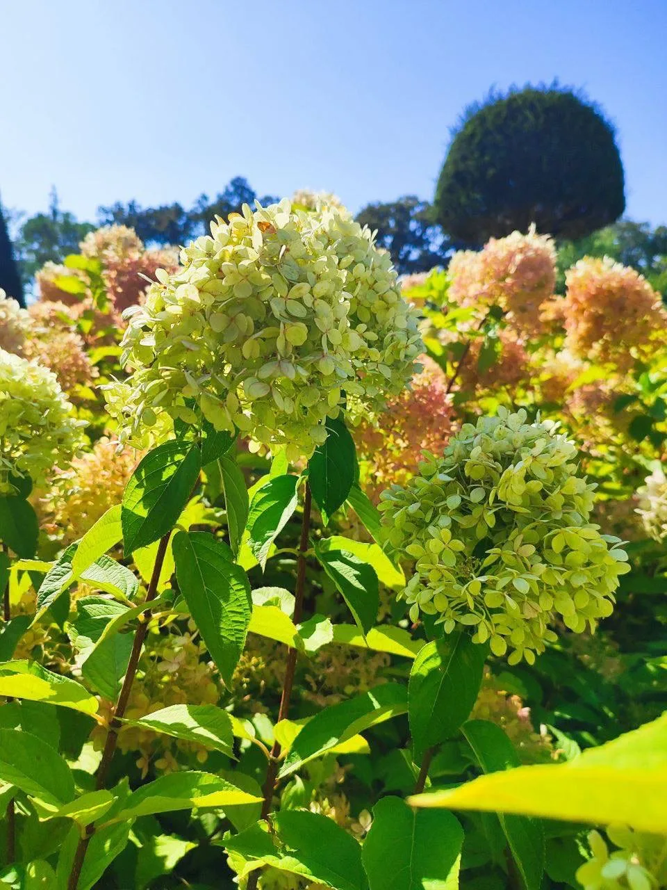 Гортензия - королева Облаков 🌤️🌸