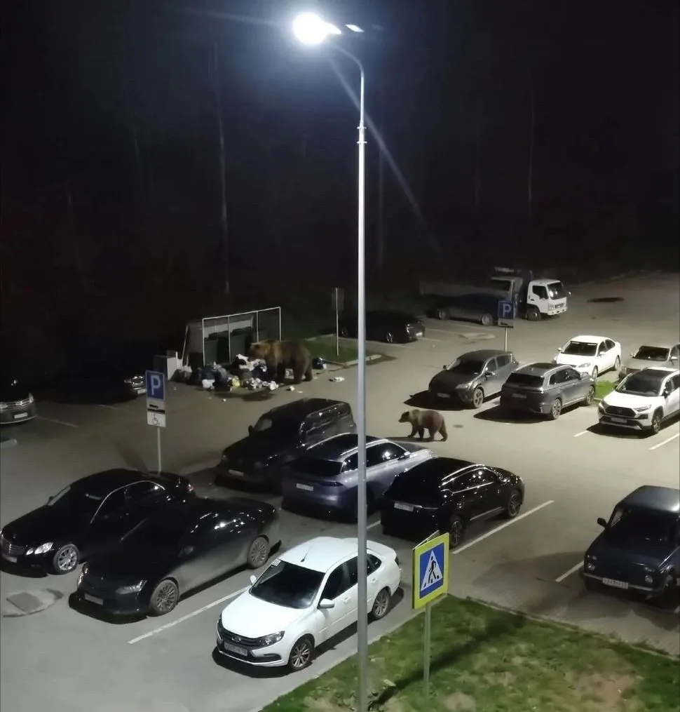 🤯 В микрорайоне Центральный в Тобольске заметили необычных «гостей»