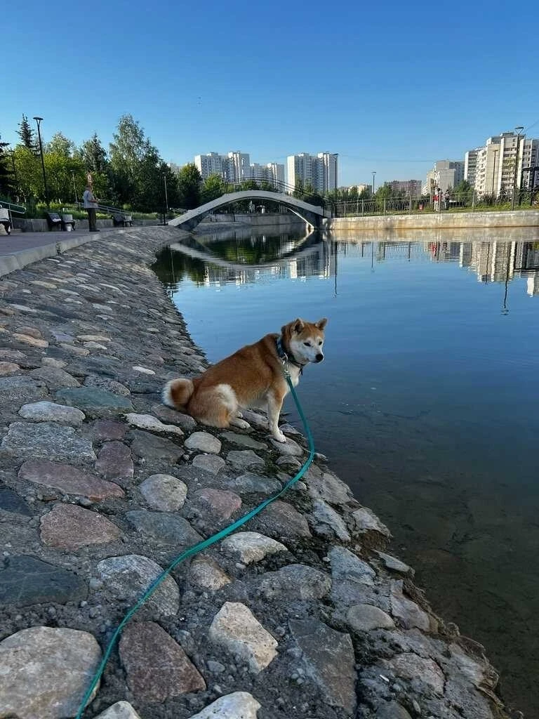 Пушистик на прогулке у любимого Михайловского пруда 🥰 Кстати, водоём расположен в парк...