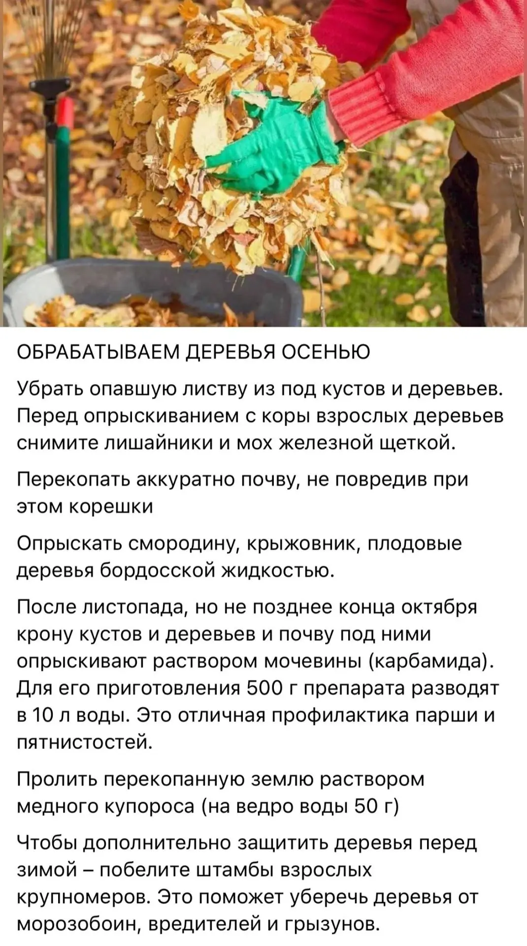 Обрабатываем деревья осенью 🌳💦