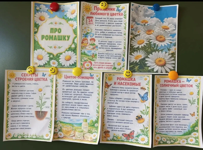 День ромашки в «Подснежнике»
#Прообразование29
#Провоспитание29

Я ромашку на лугу 
Отыскать всегда 