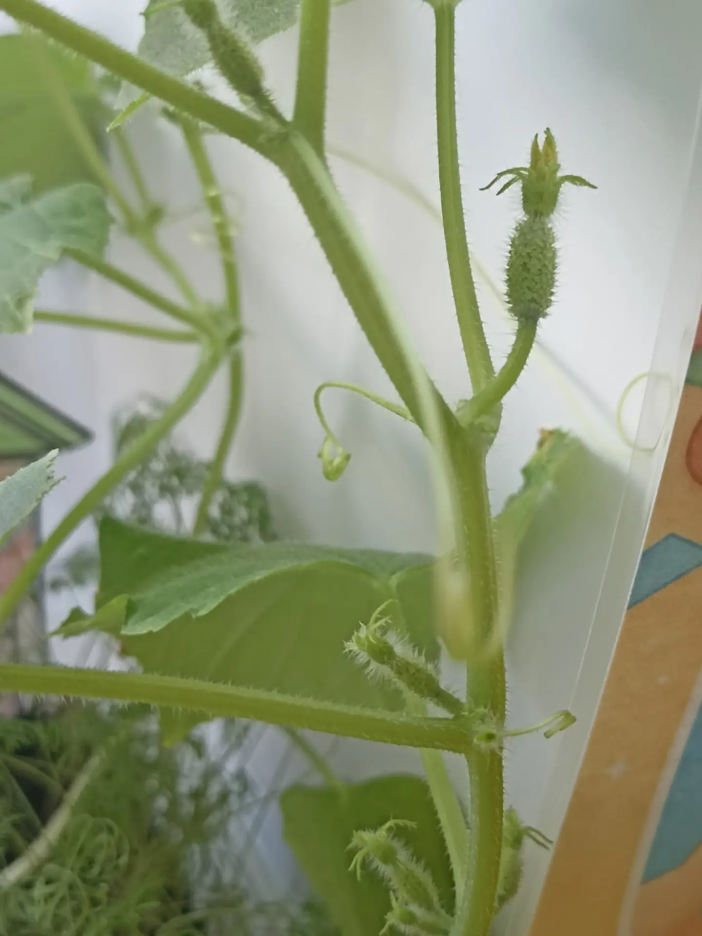 🌱 Кто в пупырышках зелёных, среди листьев опылённых, на зелёной дачной грядке целый де...