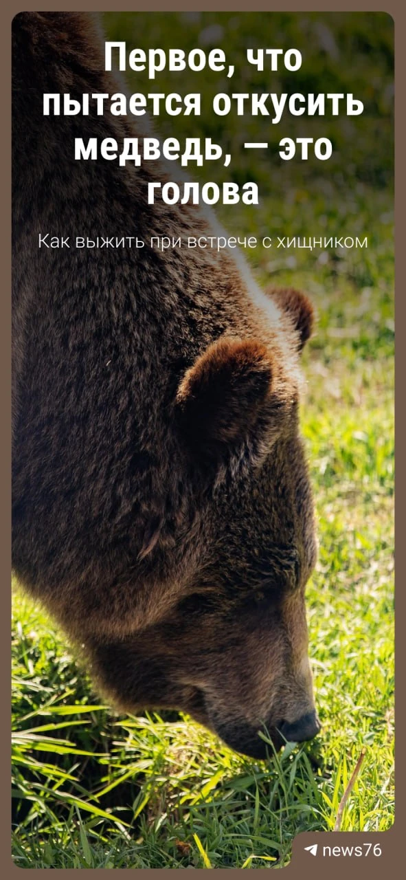 Этим летом и осенью медведи всё чаще стали выходить к людям.