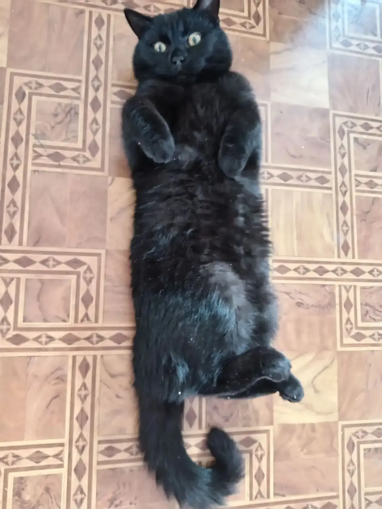 🐾 Мой питомец Чад!