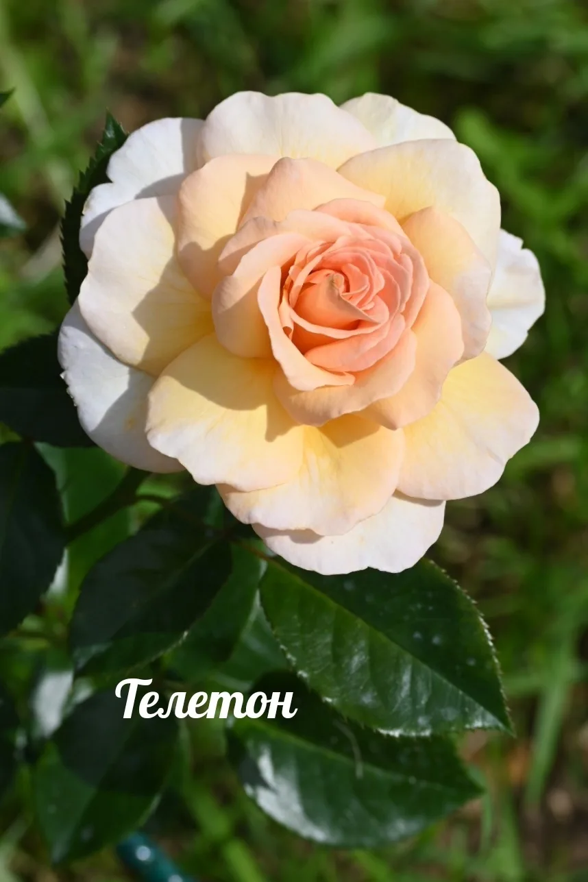 Мои Солнышки ❤️🌹🌹🌹! #розы
