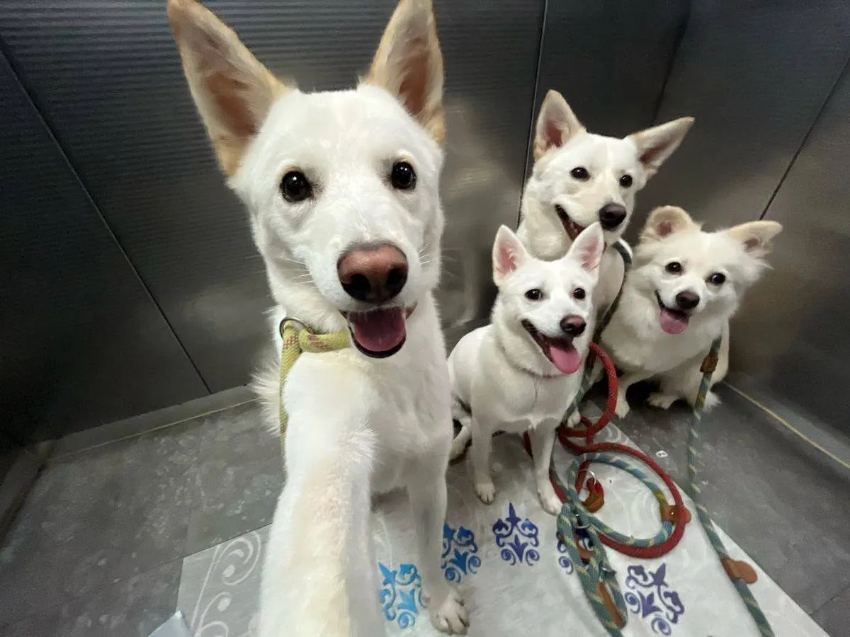 🐶 День благодарности собаке отмечается сегодня 26 августа