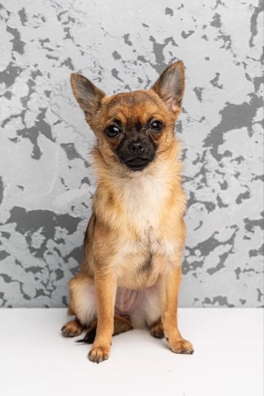 Ищет дом крошка Череда из «Домика Мелкашей» Балашиха 🌸🐕 Москва и МО  Привет, я Череда! 👋 Я — полтора