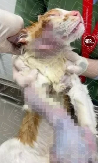 😱 В Петербурге домашний кот погиб из-за бытовой химии