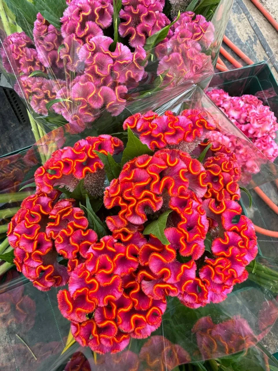 🌺 Честно говоря, мы сами не ожидали такого результата
