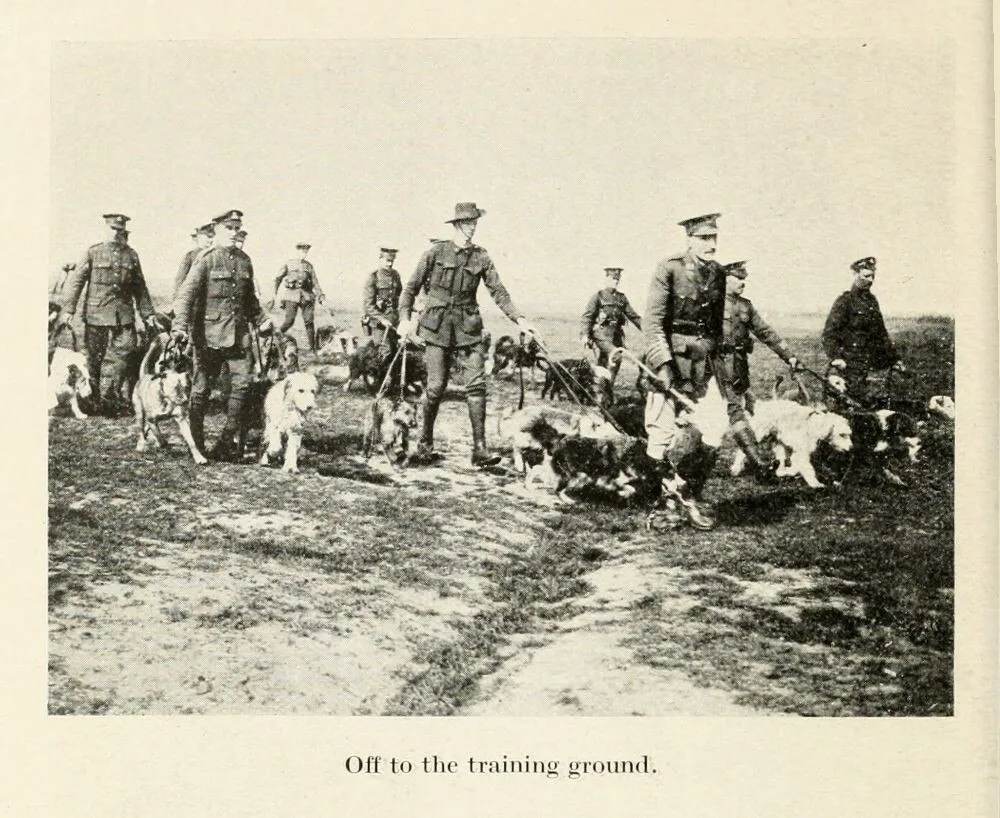 На полигоне. Иллюстрация из книги "British War Dogs, Their Training and Psychology". Автор Эдвин Рич