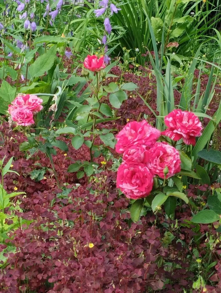 Спасибо за красоту! 🌷

Администрация школы №25 благодарит всех участников акции по озеленению!

Спа