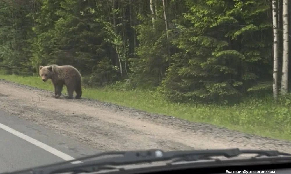 🐻Медведь вышел к школьной остановке в Екатеринбурге