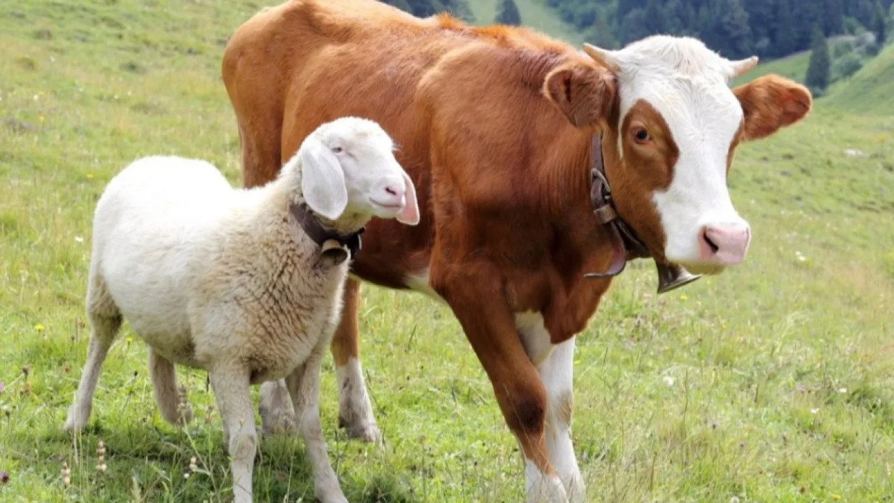 🐄🐏КРС и МРС на одной ферме: что важно учитывать при совместном содержании