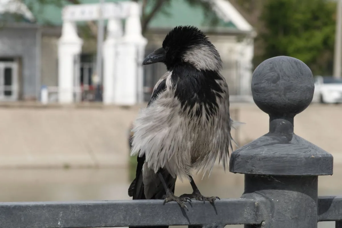 Городские вороны устраивают беспредел в Астрахани  В эти весенние дни городские вороны снова стали п