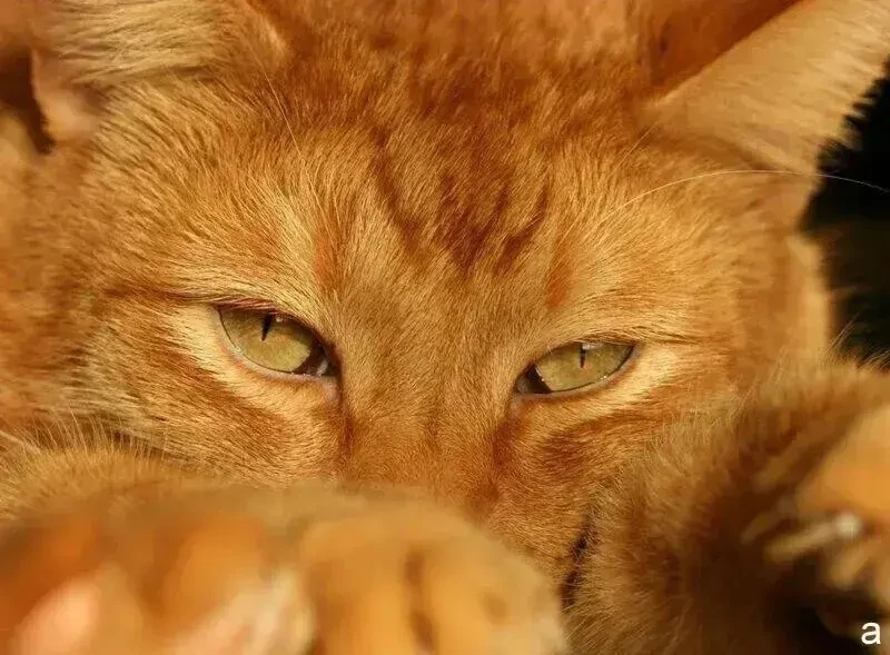 Призрак кота спас семью от пожара

Вскоре после свадьбы Леонид и Ирина купили небольшой дом в деревн