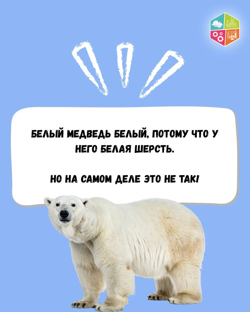 🐻‍❄️Этот факт о самом известном жителе Арктики способен удивить даже взрослых!

❄️В новом выпуске р