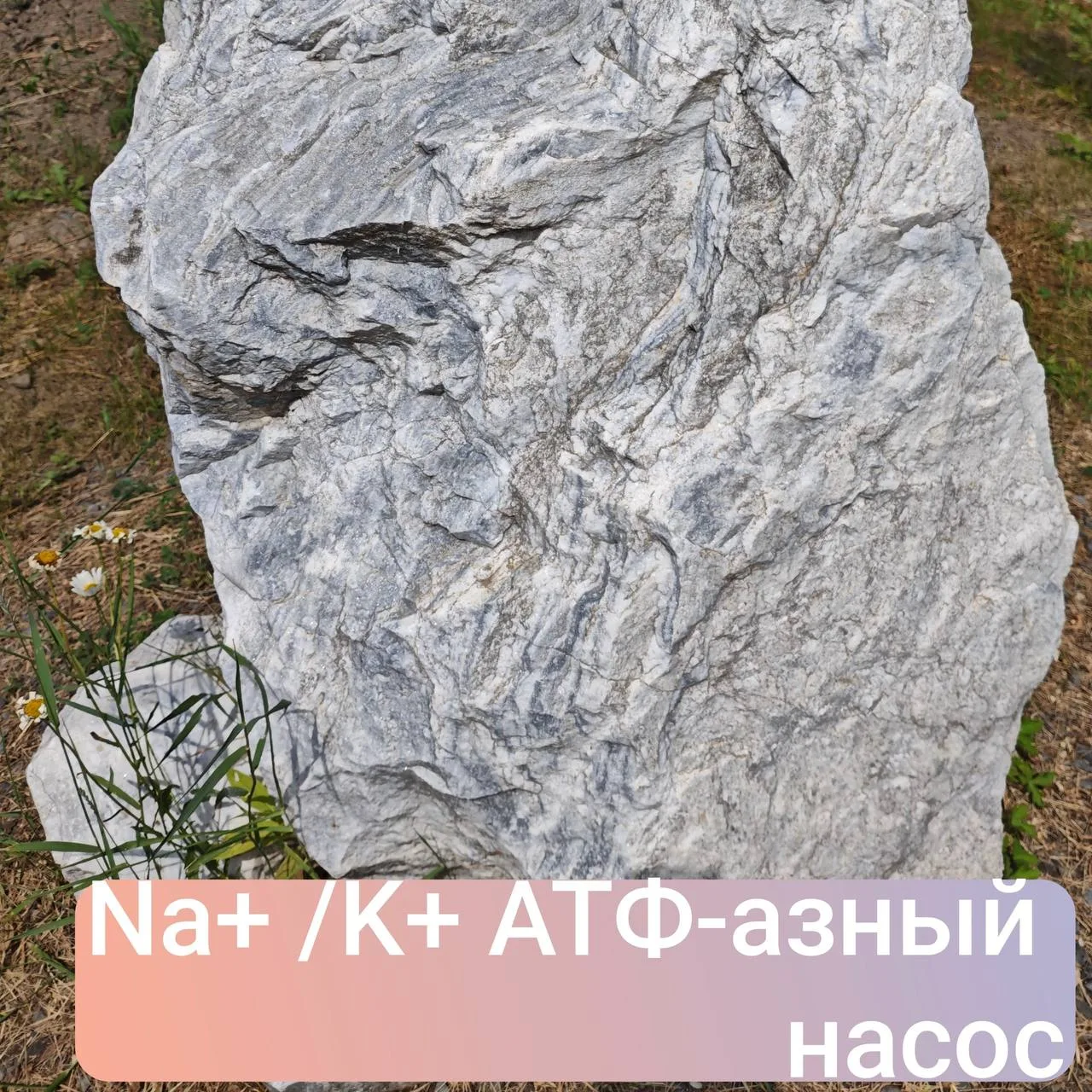 💥Правильный ответ: