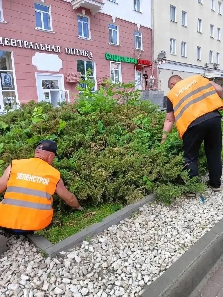 В Курске в рамках муниципального контракта по содержанию зеленых насаждений активно ведутся плановые