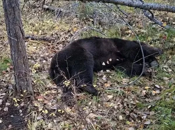 ❗️ В Иркутской области медведи убили двух мужчин