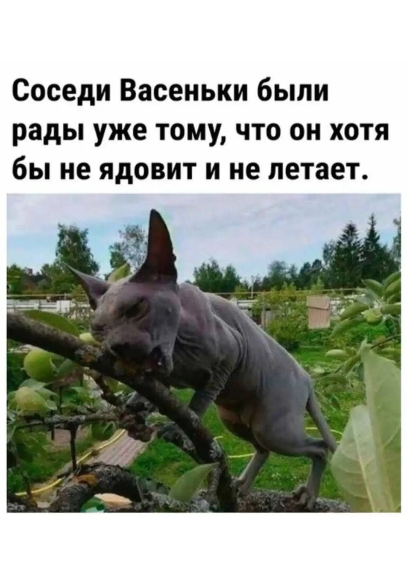 Котиков в ленту немножко 😹