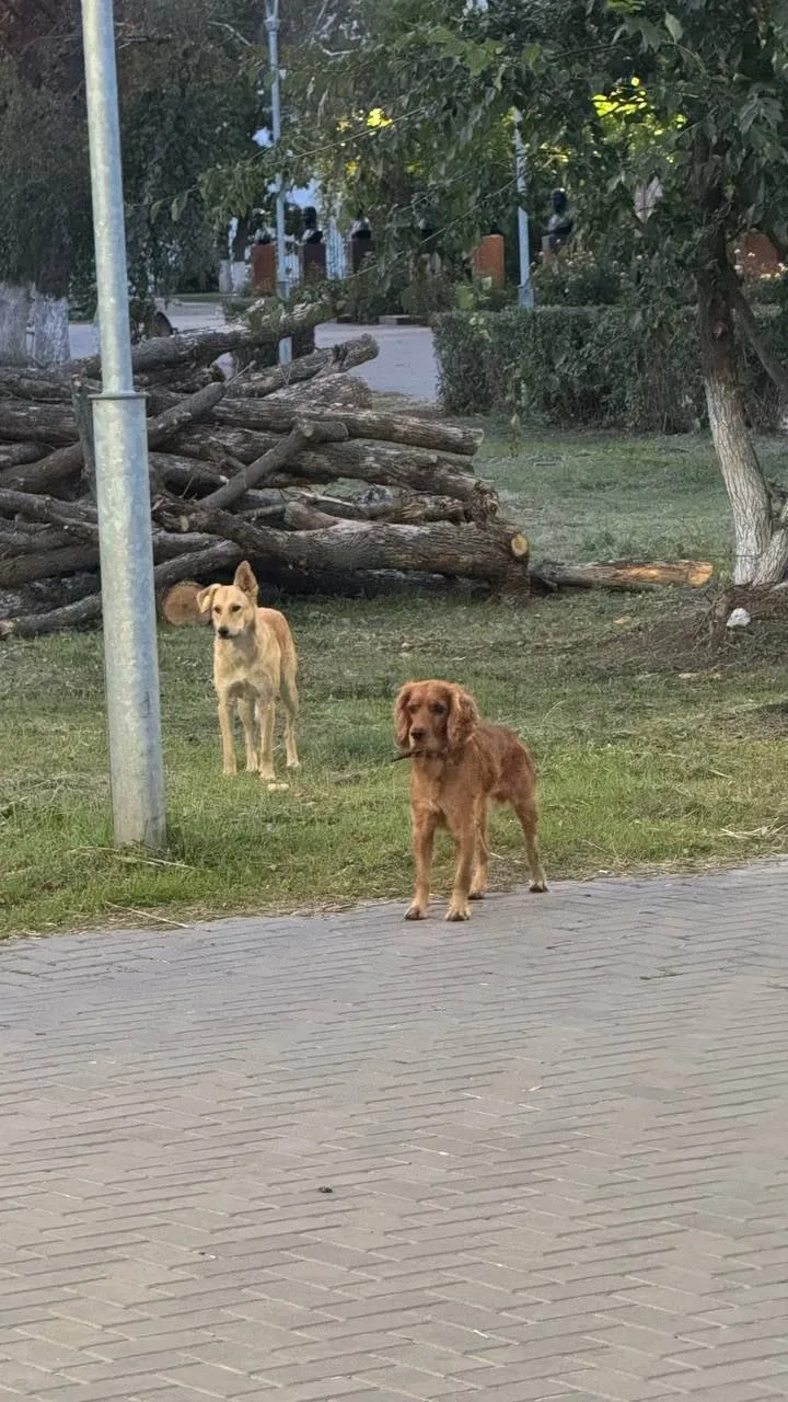 🐕 В парке замечен кокер-спаниель с ошейником