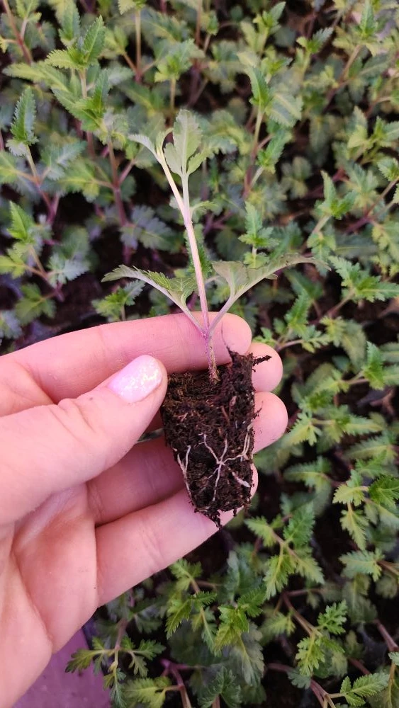 Вы купили укорененный черенок. Что с ним сейчас делать?  🌱 Если растение к вам долго ехало, то даем 