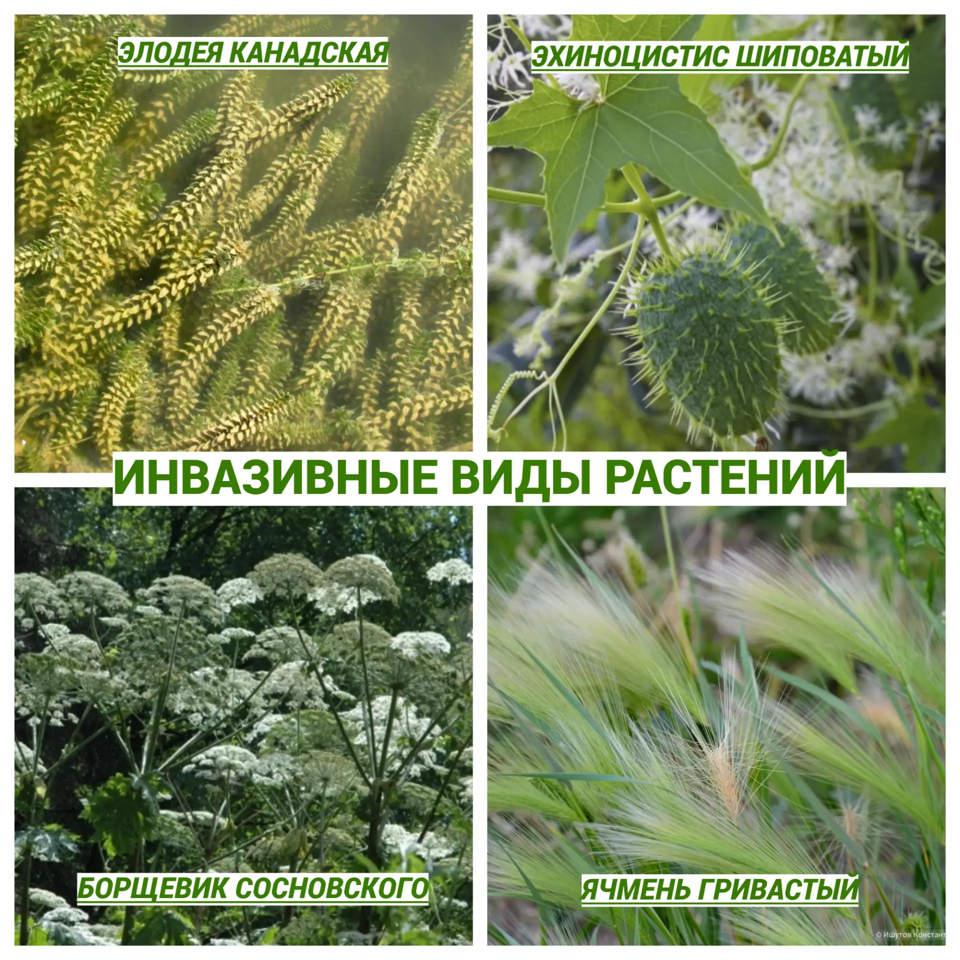 ЧУЖЕРОДНЫЕ РАСТЕНИЯ: почему им не место на особо охраняемых природных территориях?