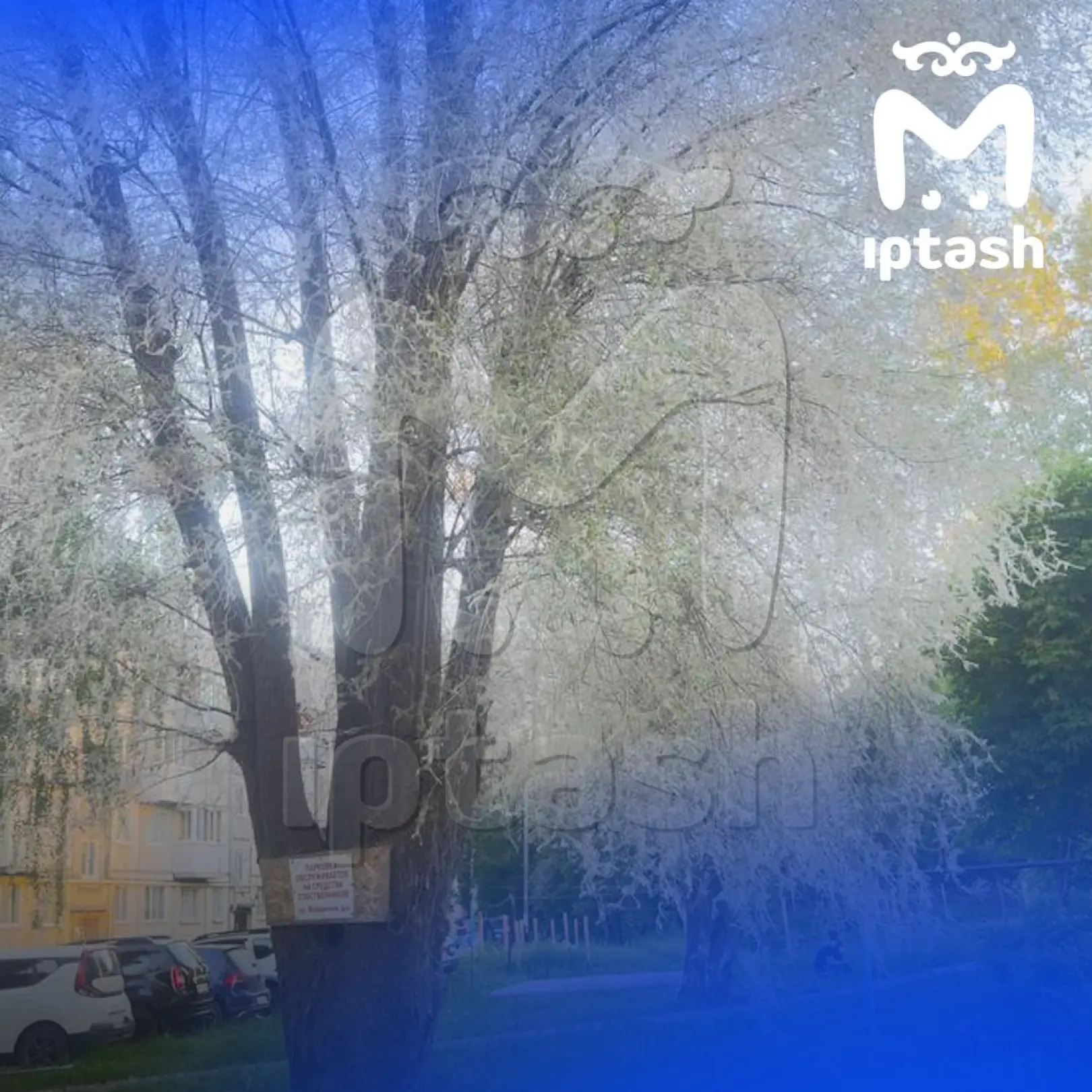 🐛«Гусеничные деревья» выросли в Кирмосе.